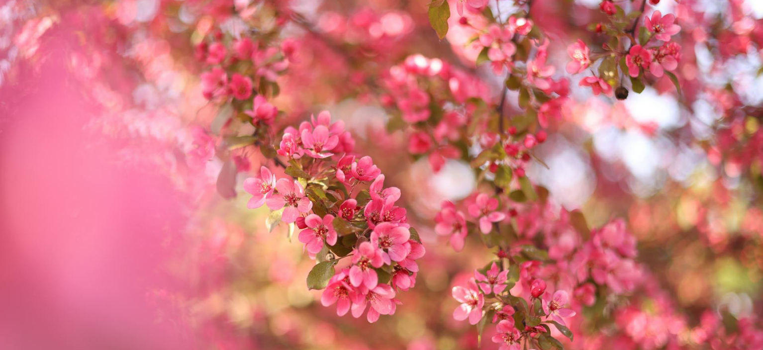 SPRING SEASON - Aromatrail