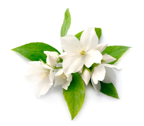 JASMINE NOTES - Aromatrail
