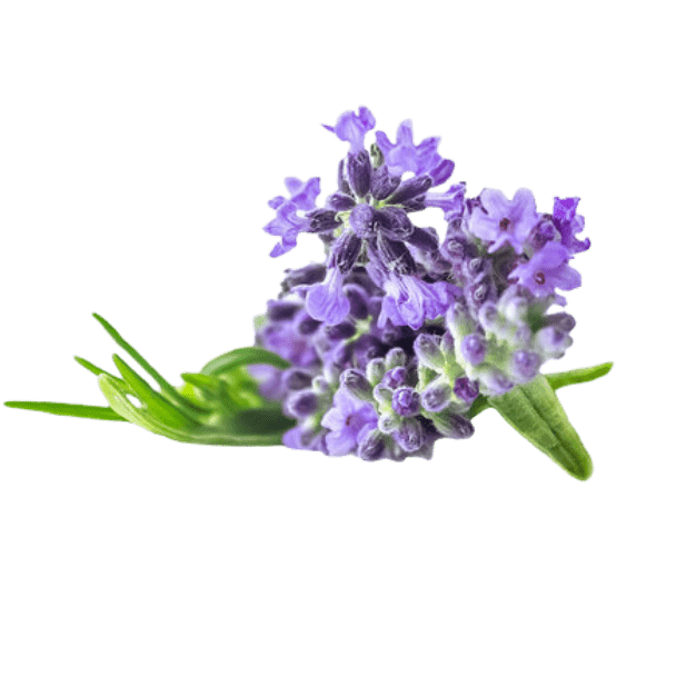 LAVENDER NOTES - Aromatrail